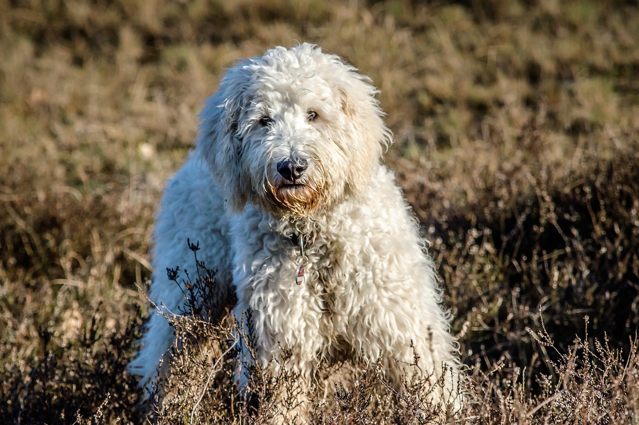 101 Male Goldendoodle Names + Meanings