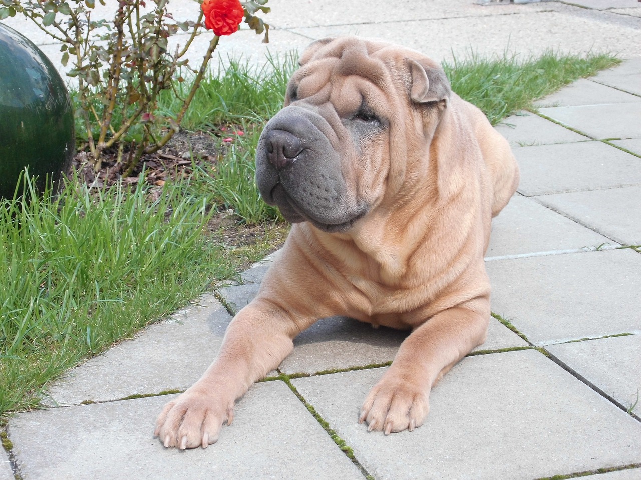 101 Male Shar Pei Names + Meanings