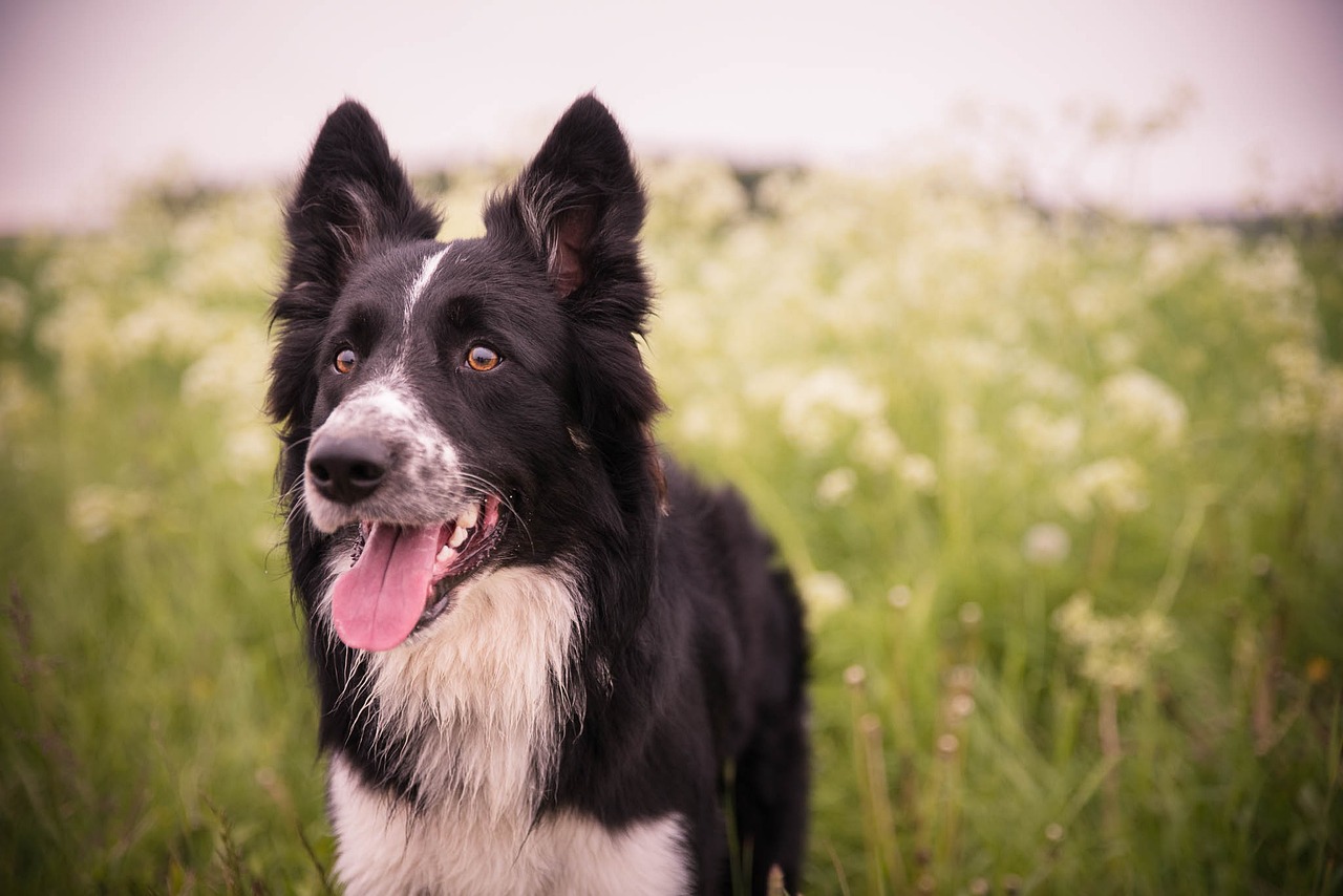 10 Fun Facts About the Beloved Border Collie