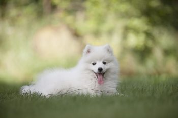Best Whitening Shampoos for White Dogs