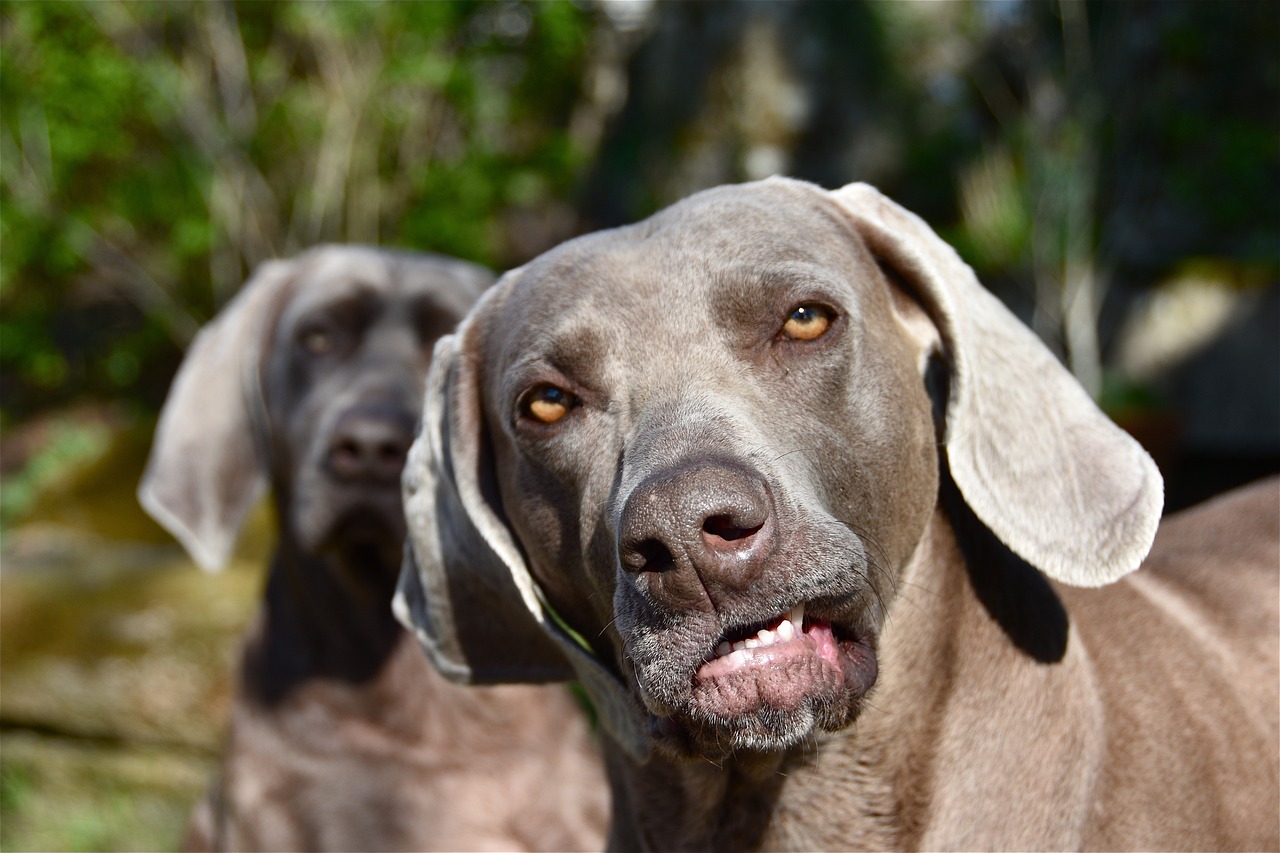 5 Red Flags for Weimaraner Owners: Your Dog Does These, Rush Them The Vet