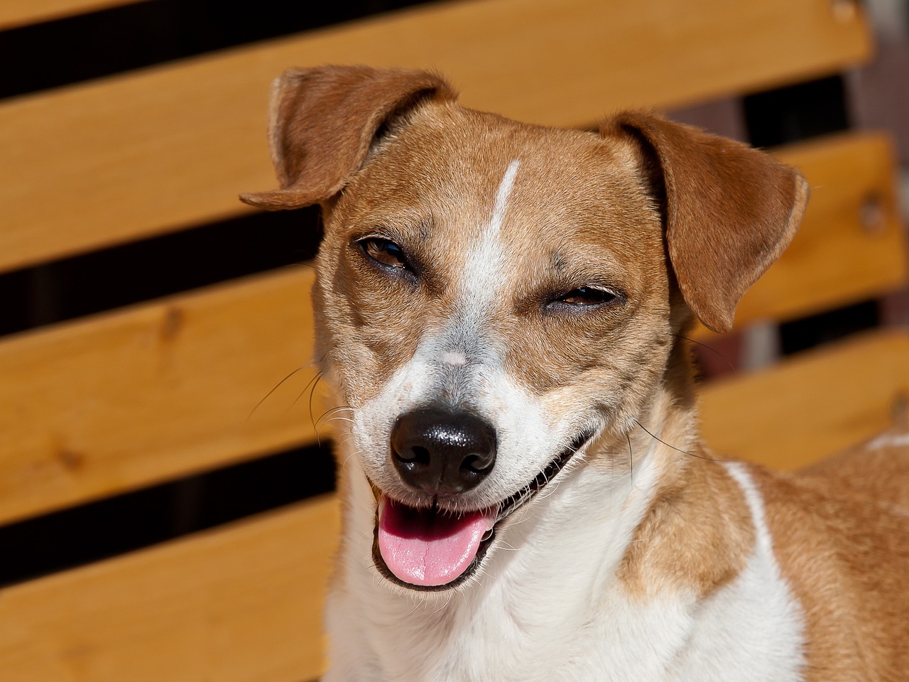 101 Female Jack Russell Names + Meanings