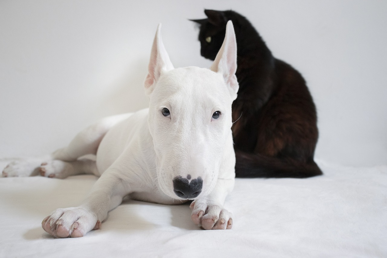 5 Emergency Red Flags for Bull Terrier Owners: If Your Dog Does These, Rush Them to The Vet
