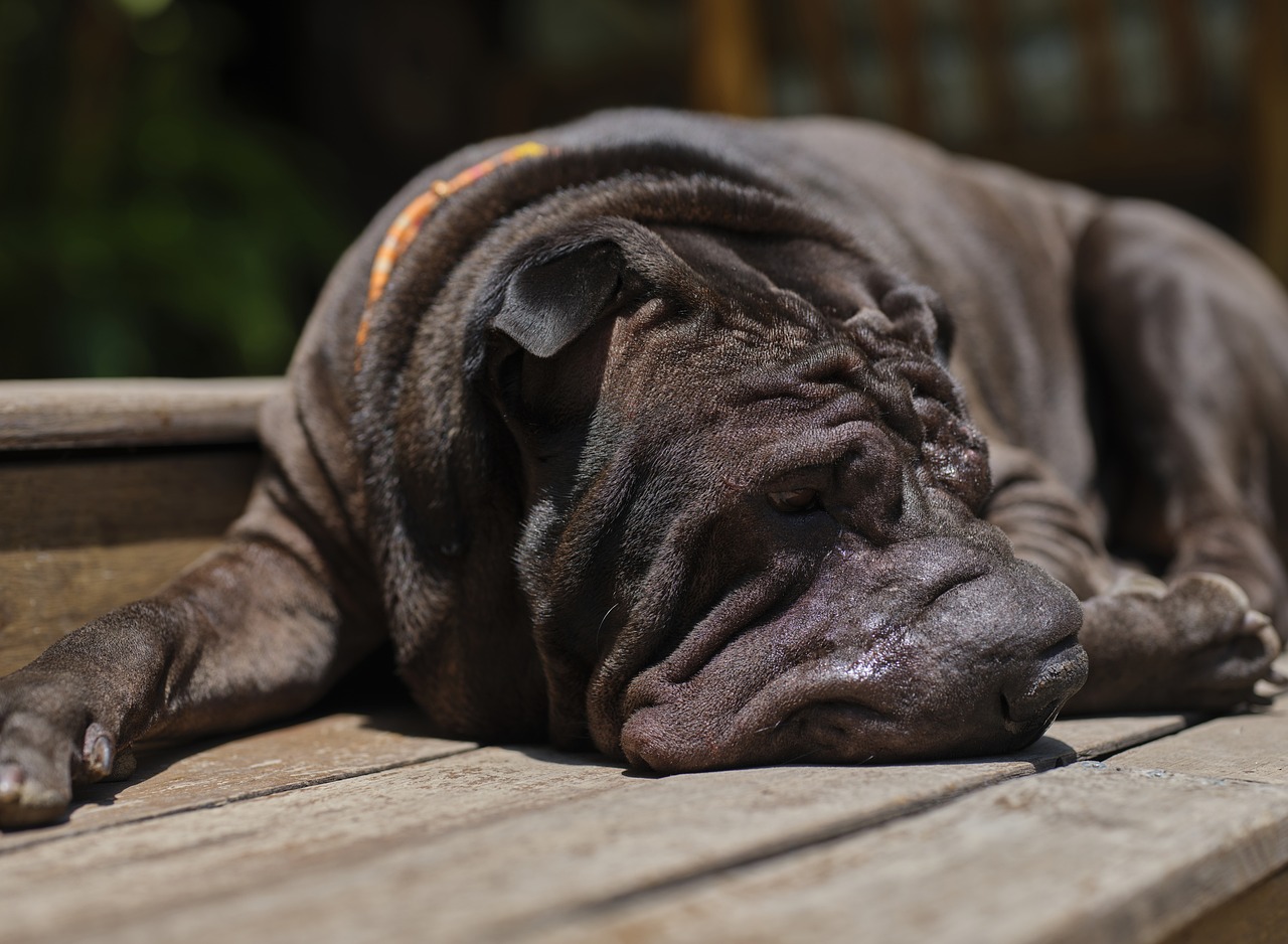 5 Ways to Keep the Memory of Your Beloved Shar Pei Alive