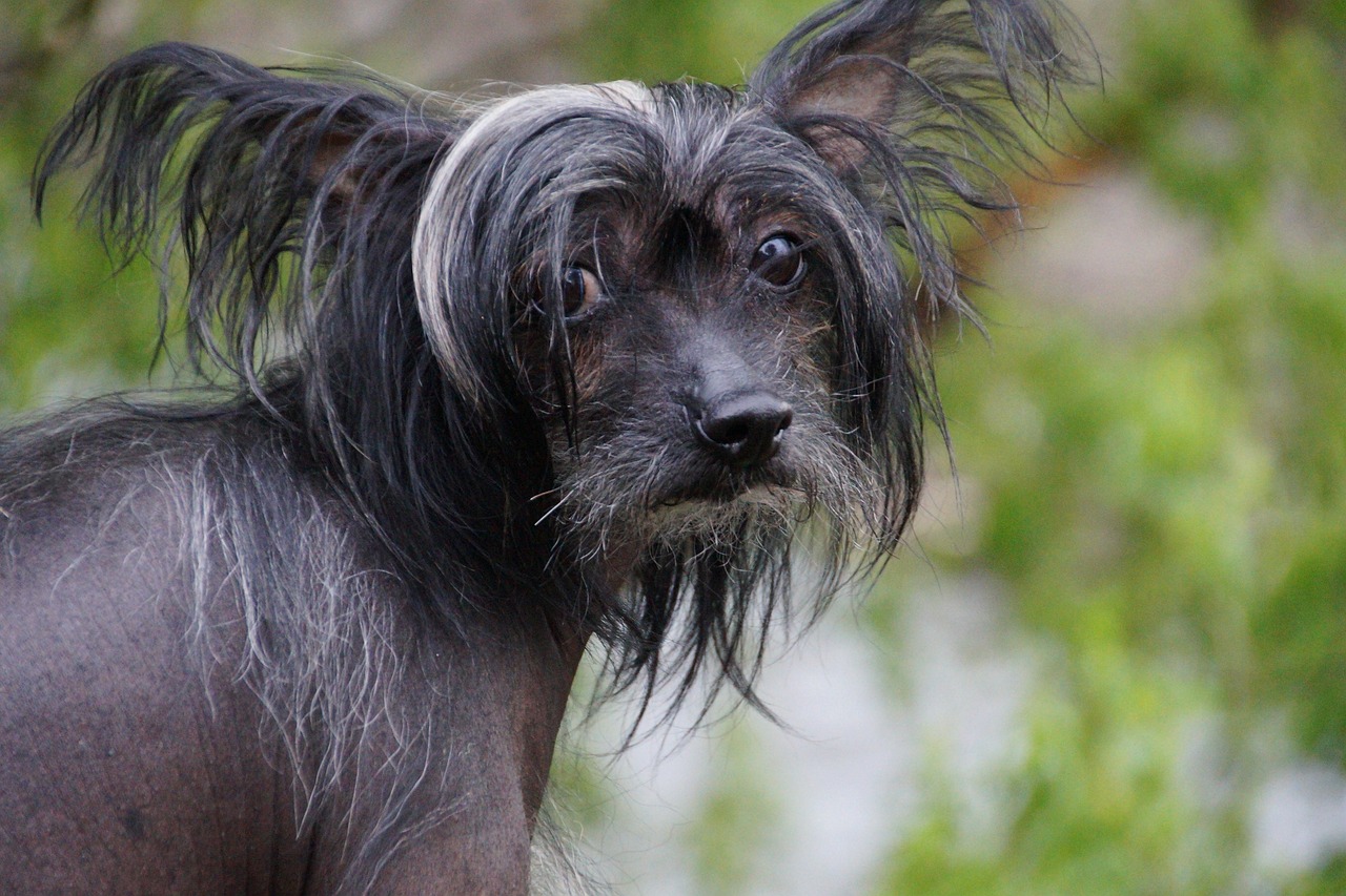 101 Male Chinese Crested Names + Meanings