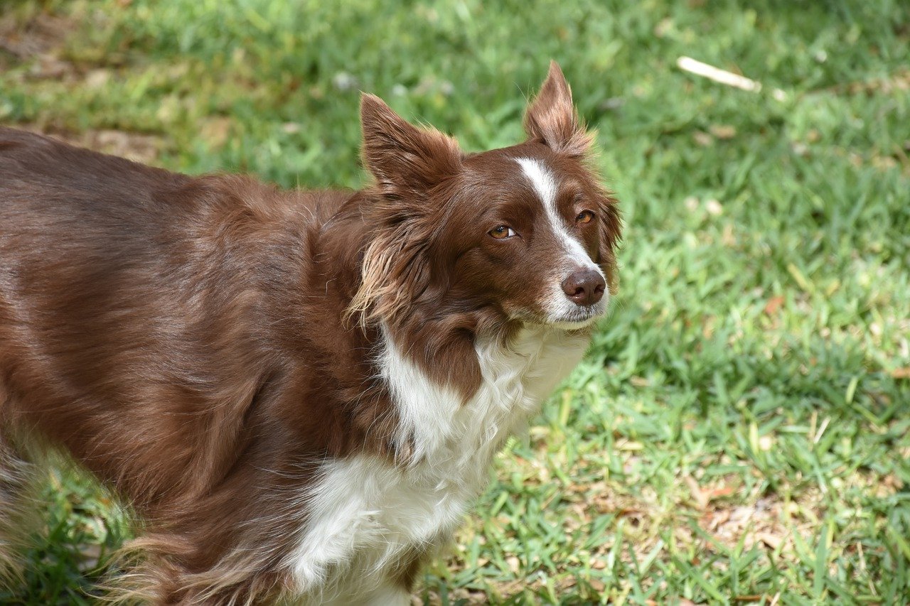 After Years Of Loyalty, Senior Dog Dumped At A Shelter Because 