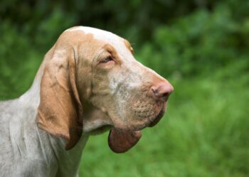 4 Ways to Help Your Bloodhound’s Fear of Fireworks This