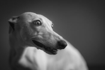 4 Ways to Help Your Whippet’s Fear of Fireworks This