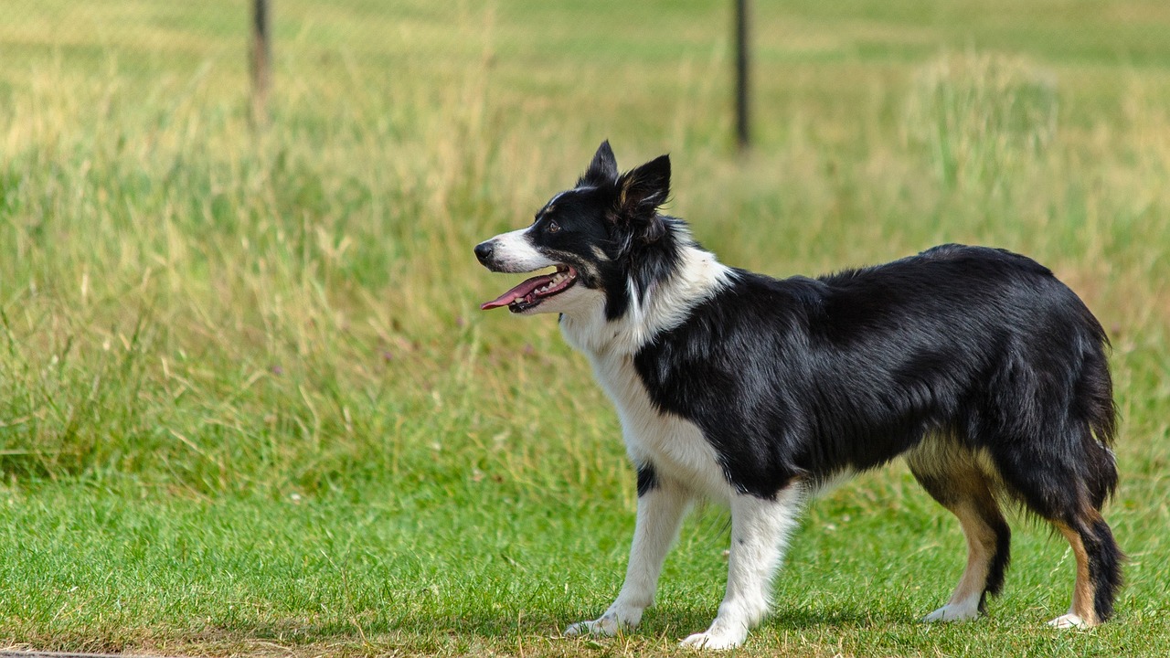 5 Ways to Know if a Border Collie is Right for You