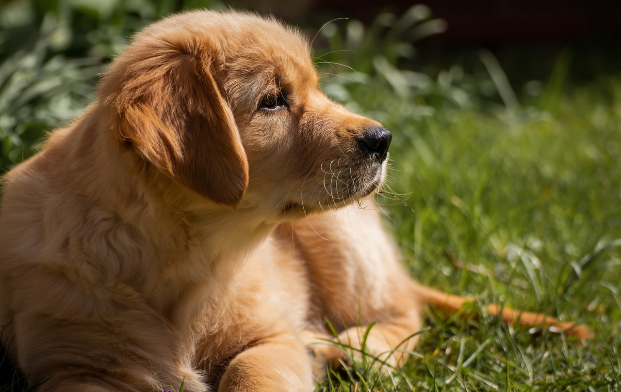 Dog Named TUCKER Golden Retriever Mom Cute Dog Rescuer Gift Sweatshirt