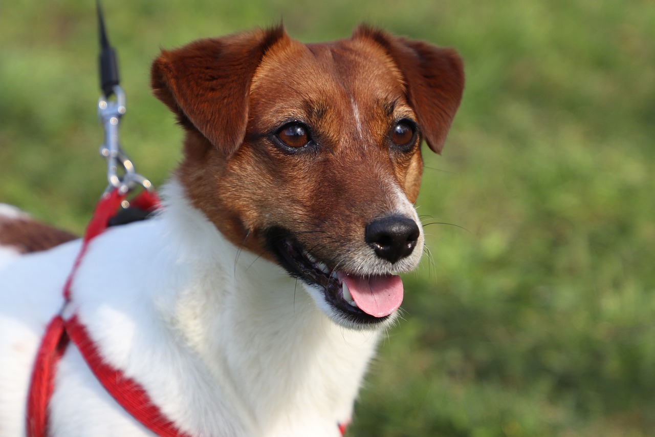 5 Tips for Teaching Your Jack Russell Not to Jump on People