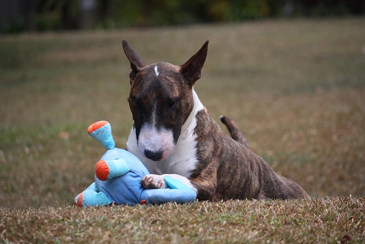 4 Ways to Help Your Bull Terrier’s Fear of Fireworks This 4th of July