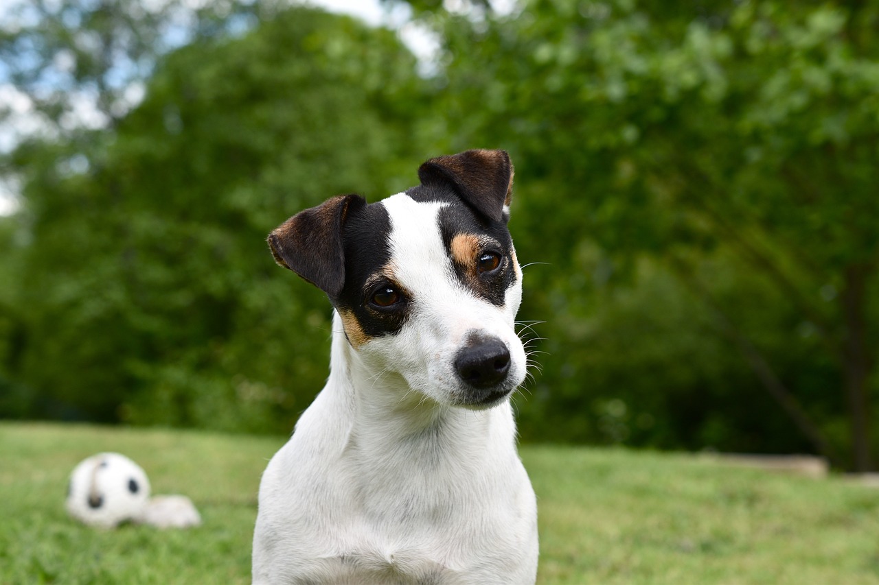 101 Male Jack Russell Names + Meanings
