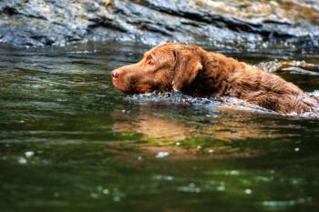 4 Ways to Help Your Chesapeake Bay Retriever’s Fear of