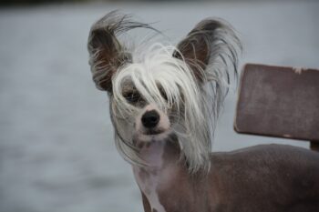 4 Ways to Help Your Chinese Crested’s Fear of Fireworks