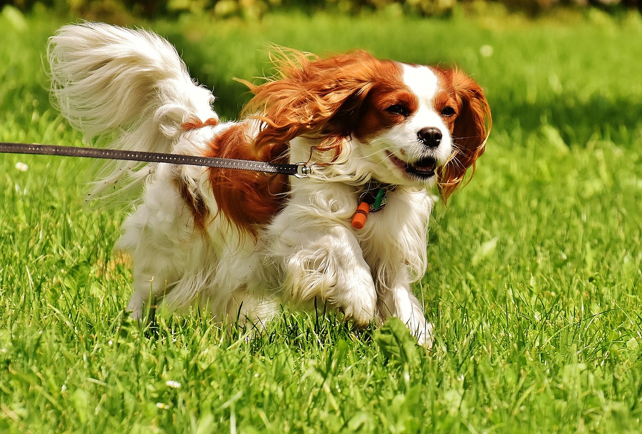 5 Tips for Teaching Your Cavalier Not to Jump on People