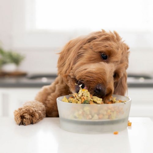 The 8 Best Dog Foods 2024