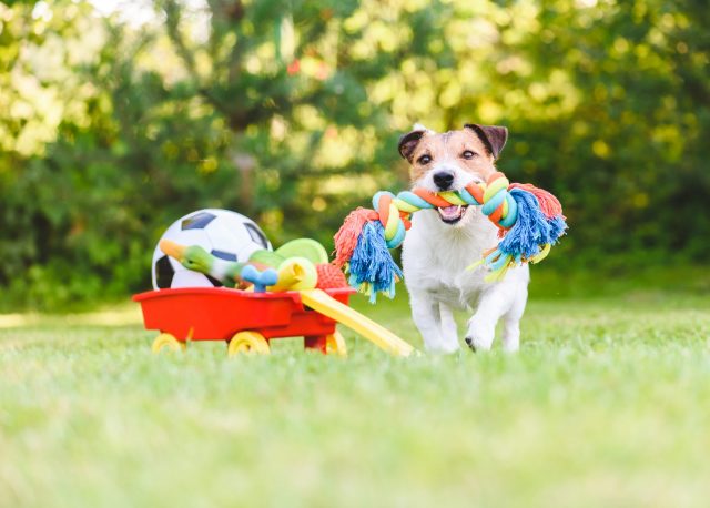 Dog with wagon of toys