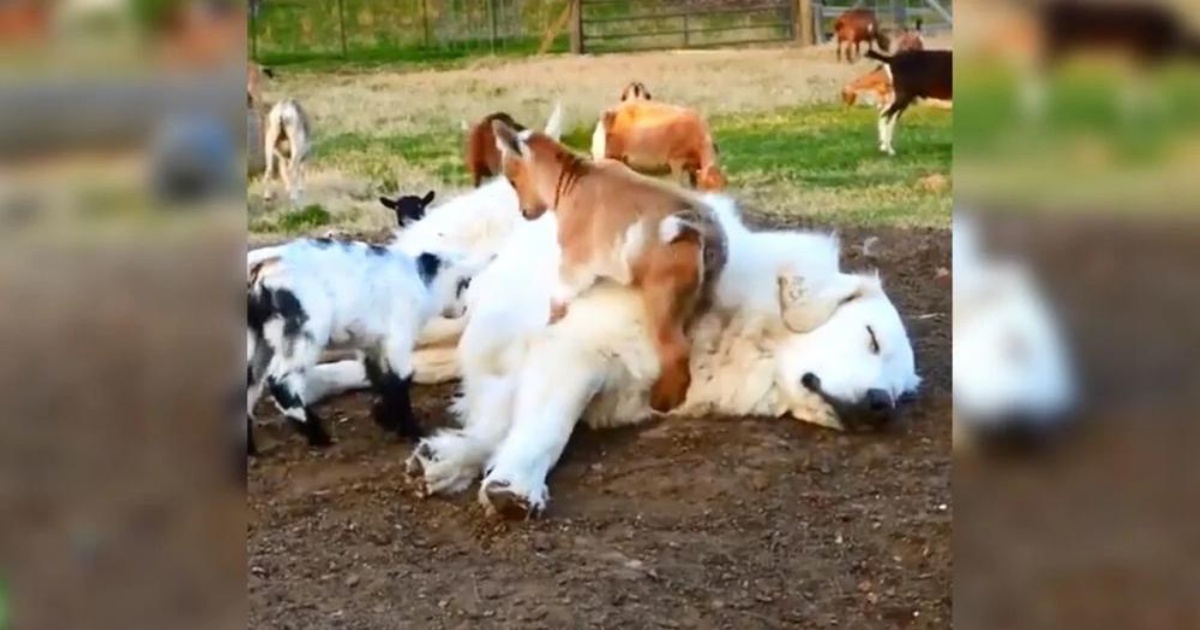 Baby Goats Try To Rouse Herding Dog Passed Out On The Job