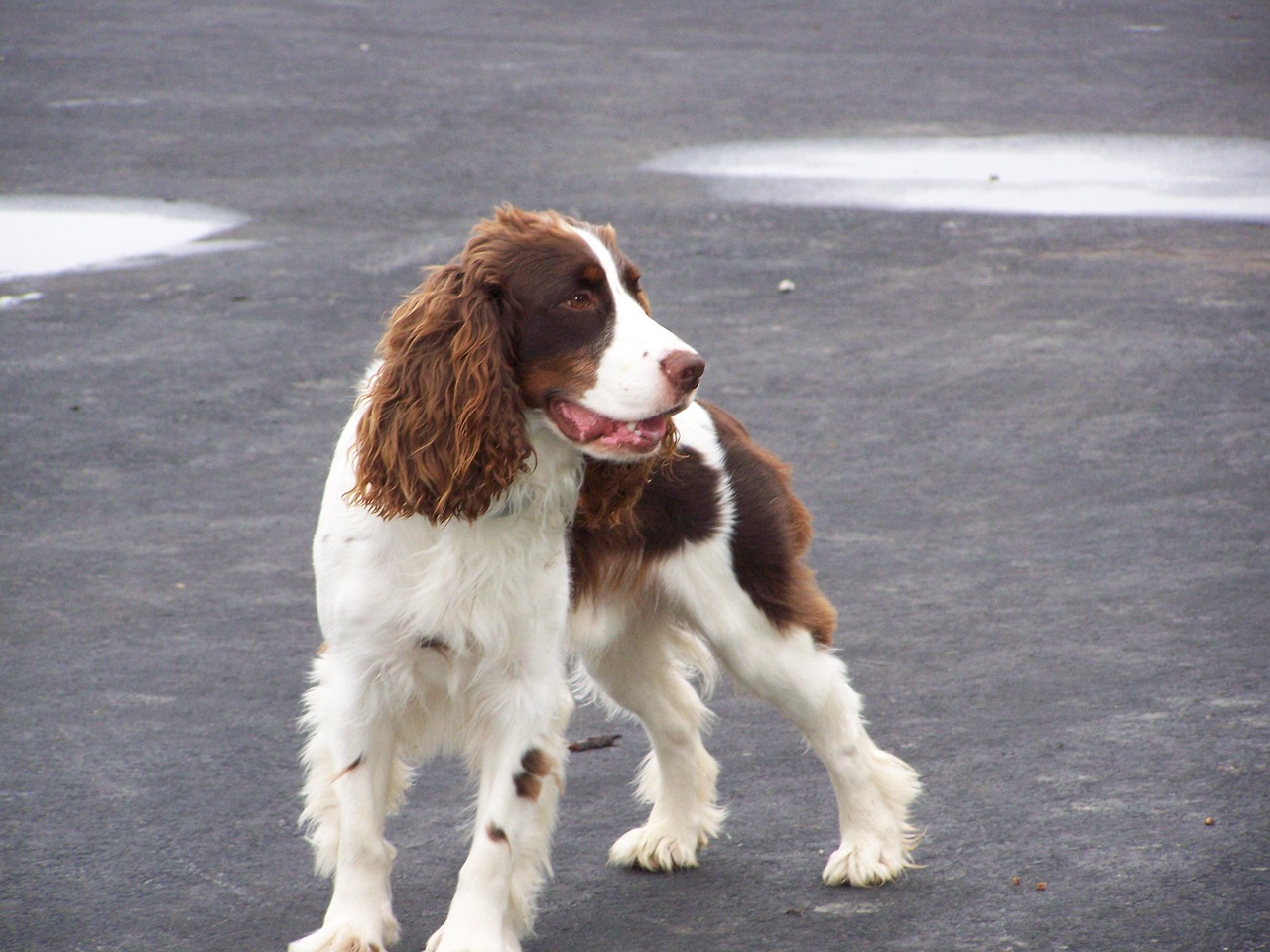 5 Ways to Keep the Memory of Your Beloved English Springer Spaniel Alive