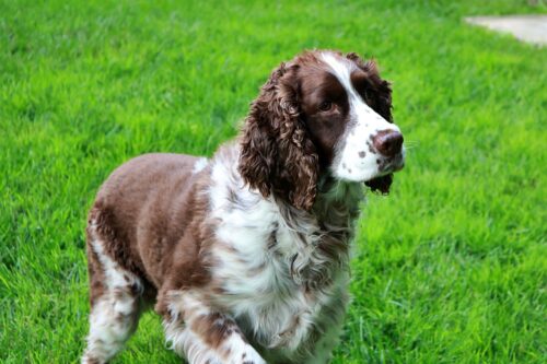 101 Female English Springer Spaniel Names + Meanings