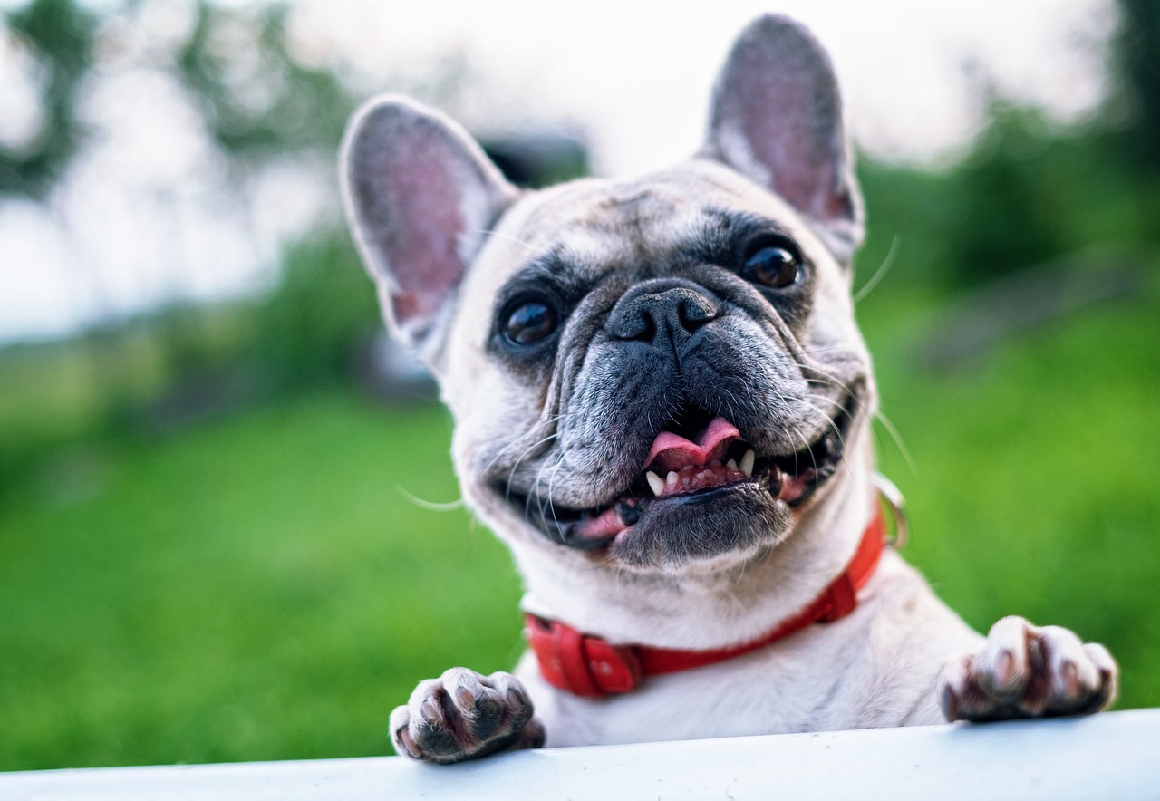 5 Tips for Teaching Your French Bulldog Not to Jump on People