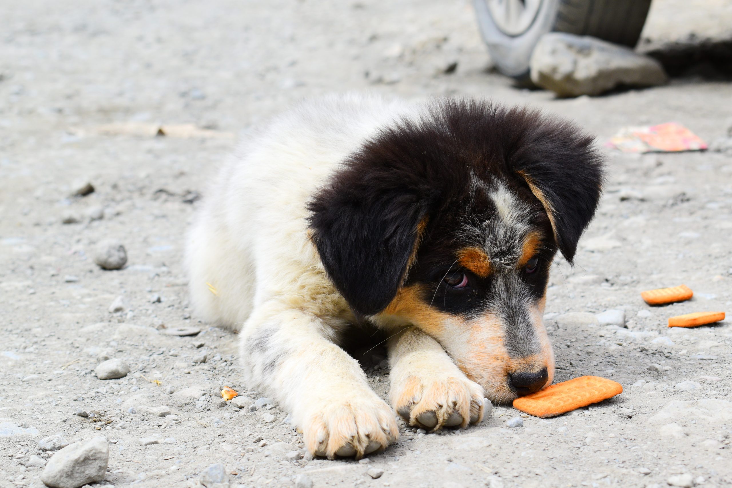 Best Canned Dog Foods