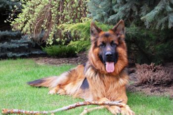 5 Ways to Know if a German Shepherd is Right for You