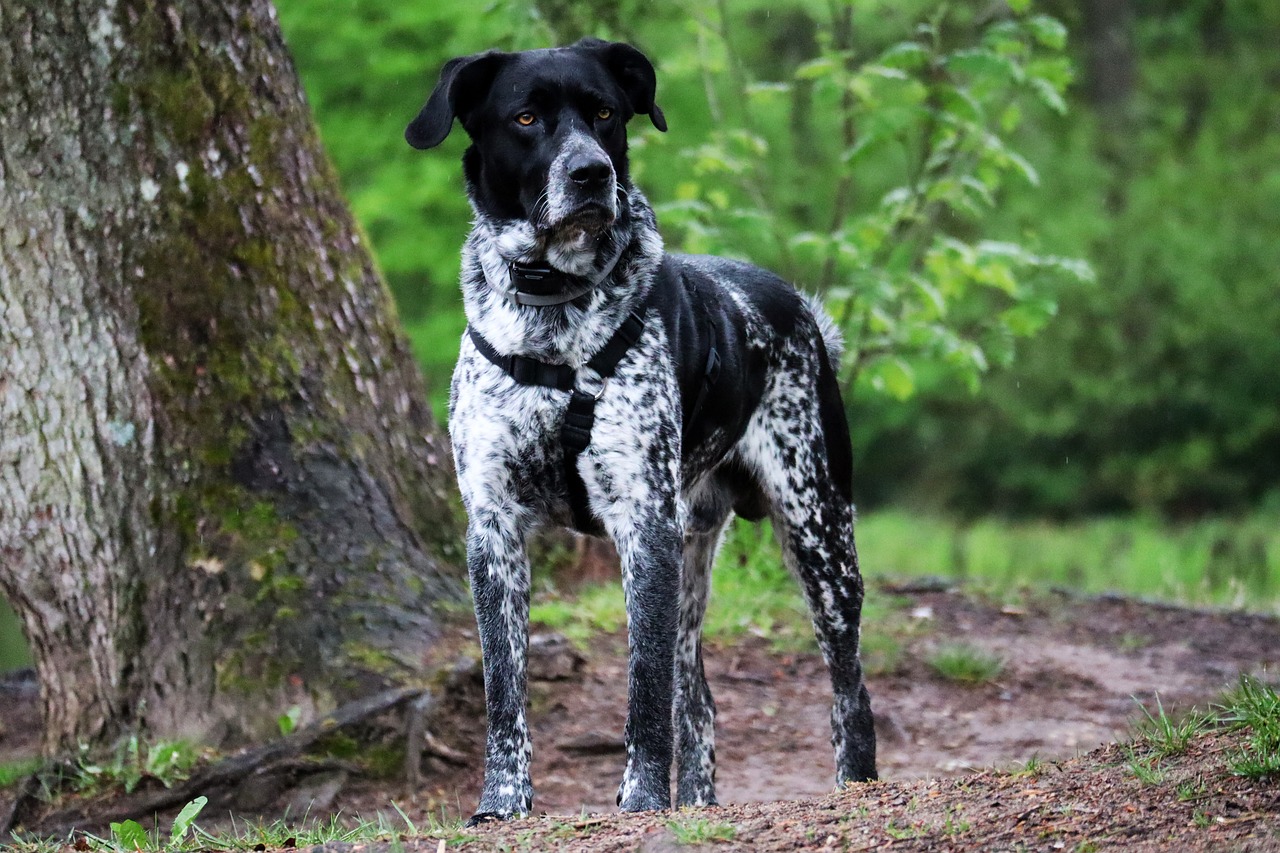 7 Vital Tips for Grooming a German Shorthaired Pointer