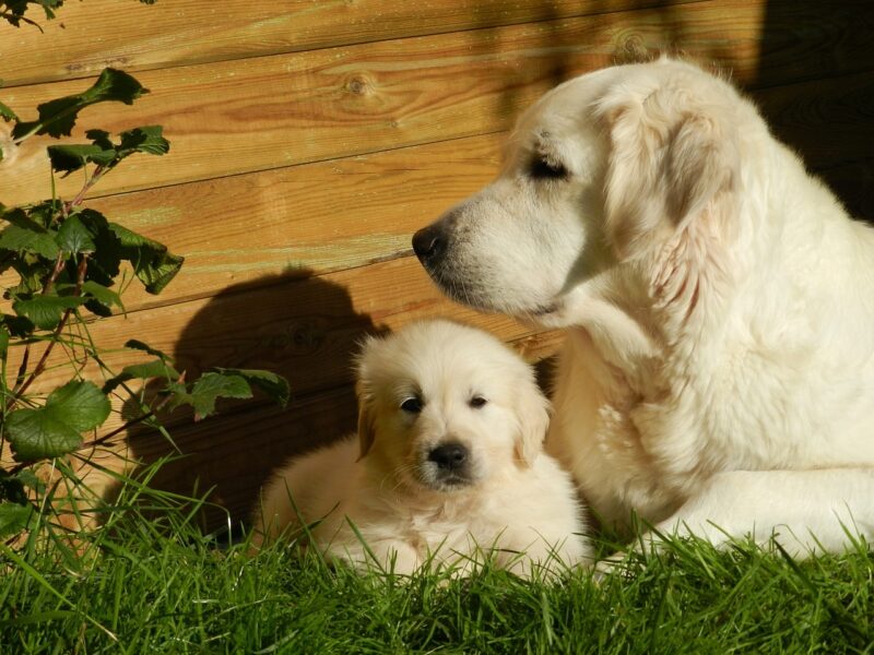 101 Female Golden Retriever Names 2026 Cute Classic Meaningful 