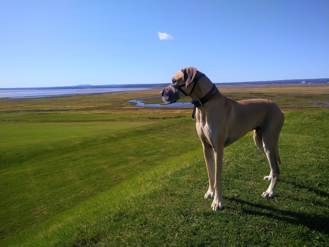 8 Problems Only a Great Dane Owner Would Understand