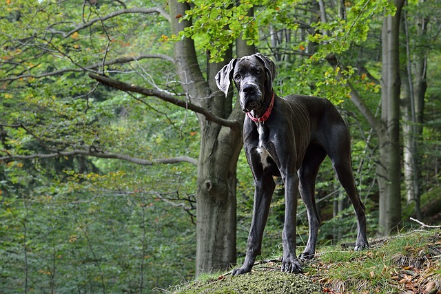 Best Great Dane Products For Travel