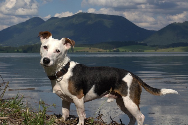 Best Jack Russell Products For Travel