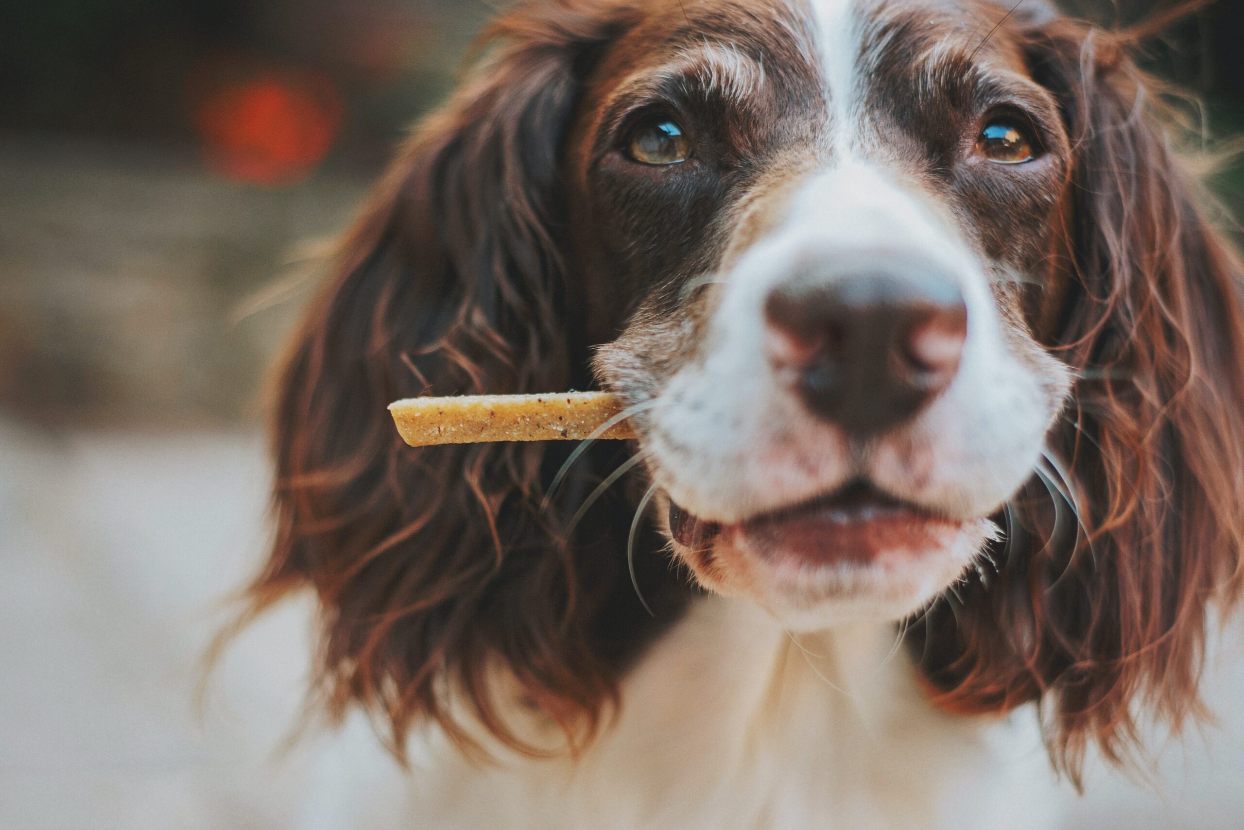 The best treats for dry dogs