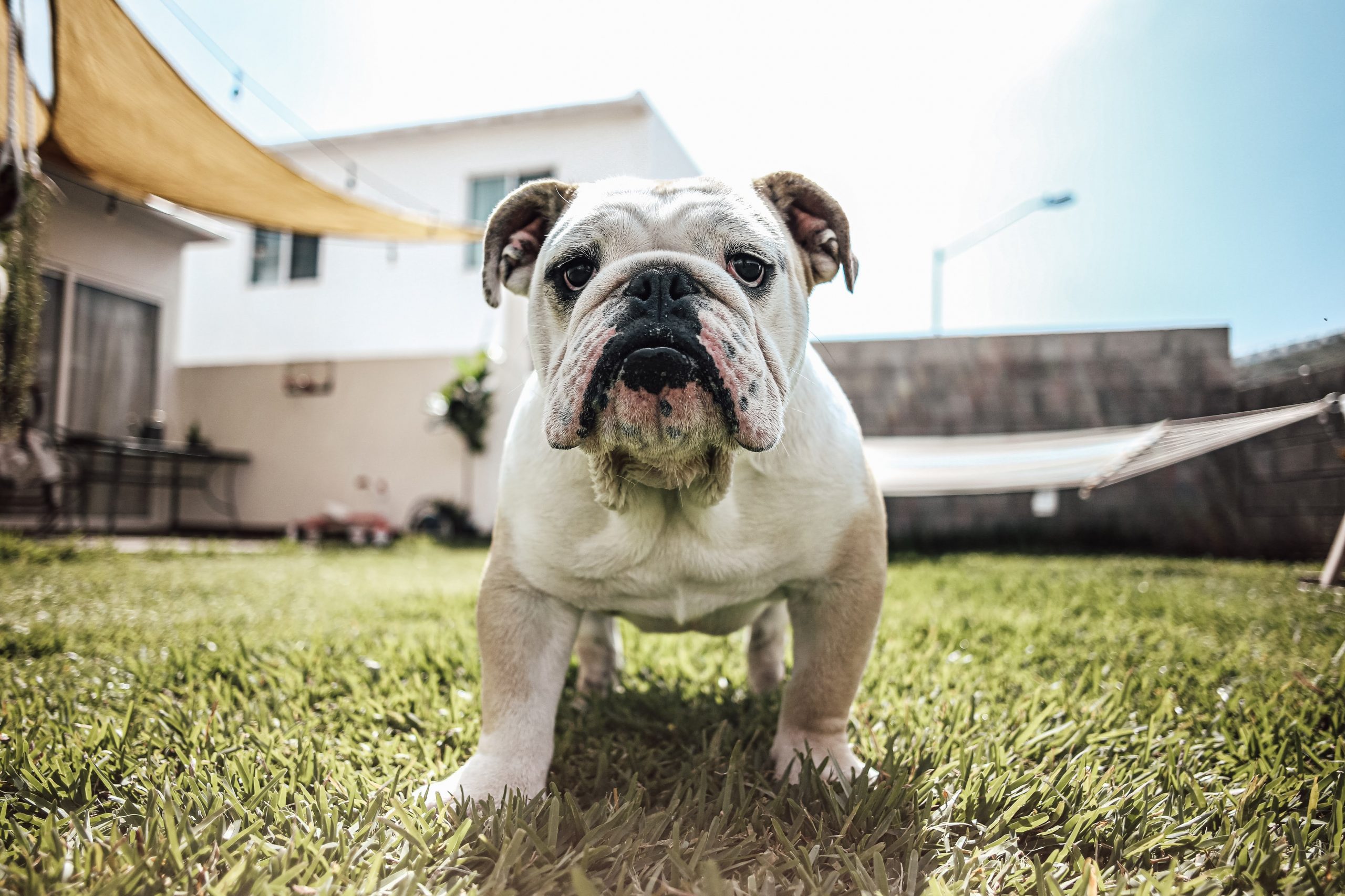 5 Ways to Keep the Memory of Your Beloved Bulldog Alive