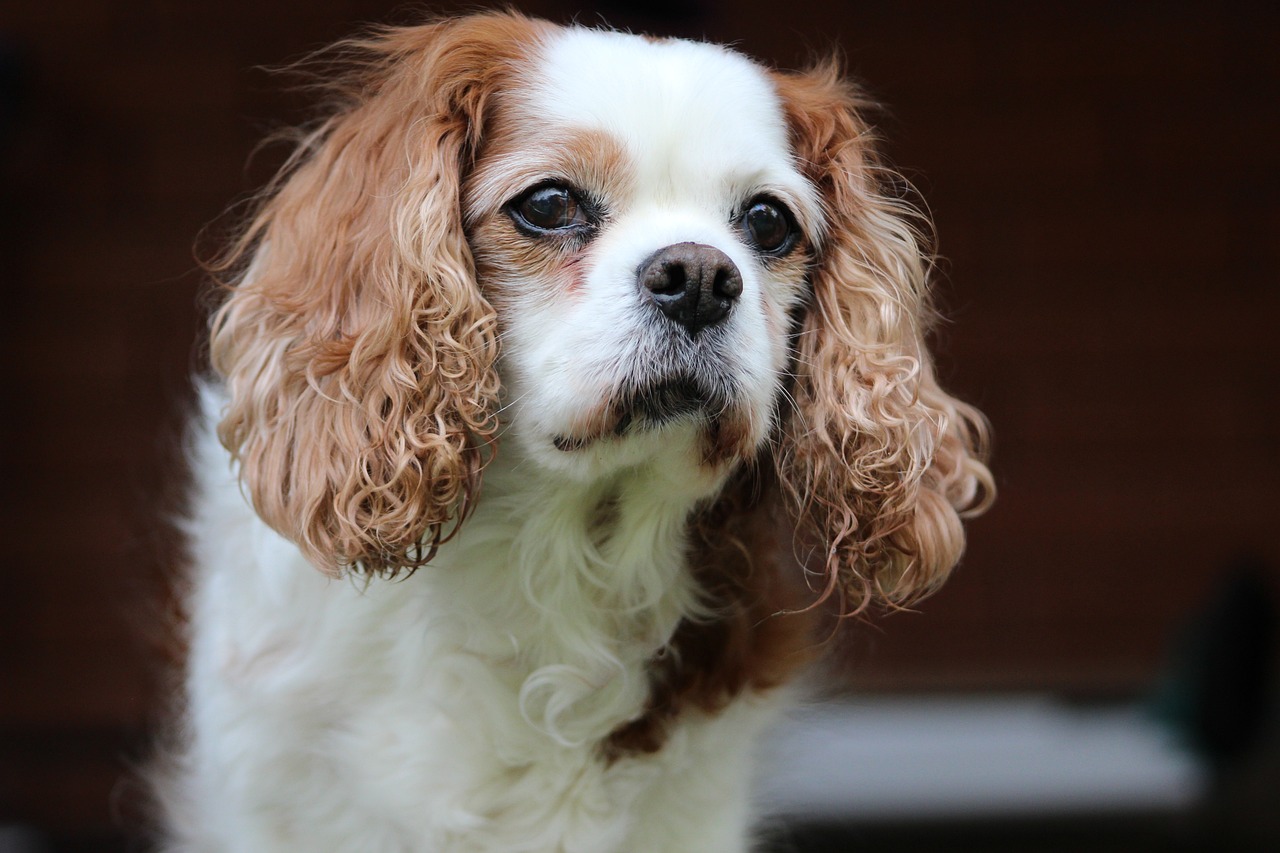 5 Ways to Know if a Cavalier is Right for You