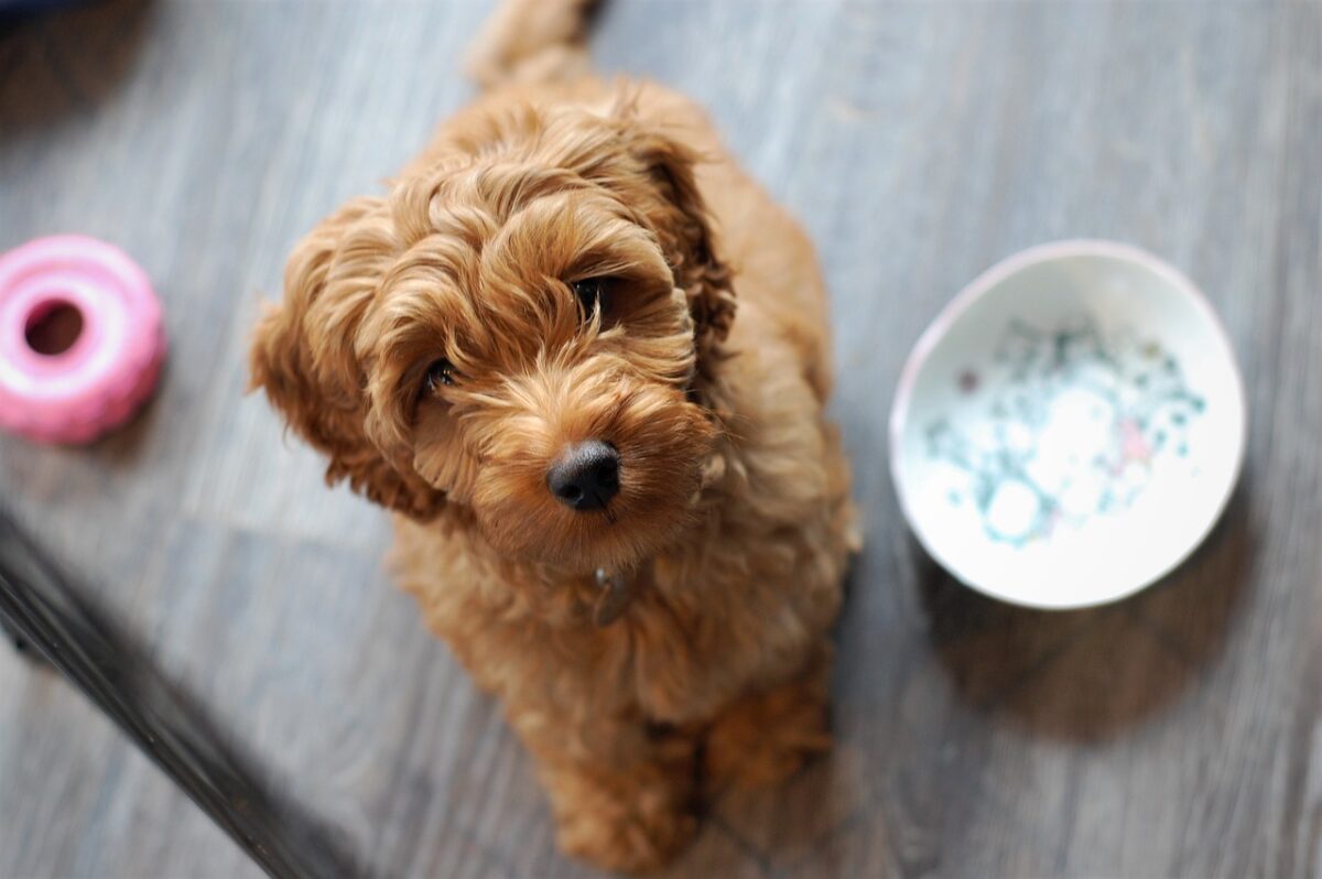 25 Adorable Poodle Mixes You Can’t Resist