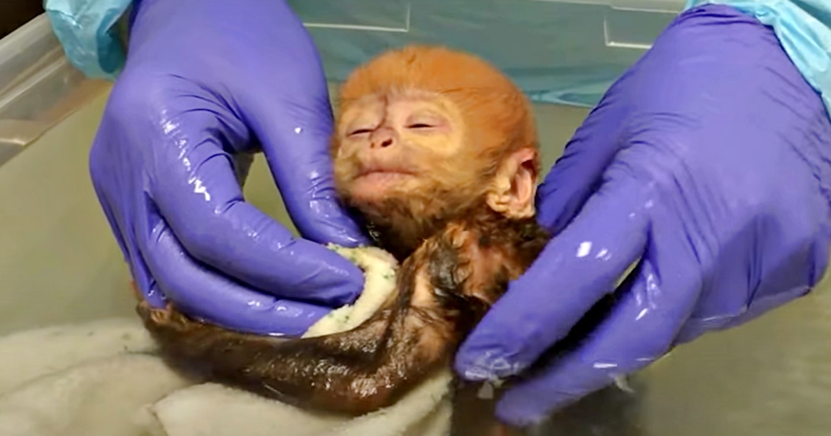 ‘Endangered’ Baby Monkey Melts Hearts With Snuggles During Bath Time