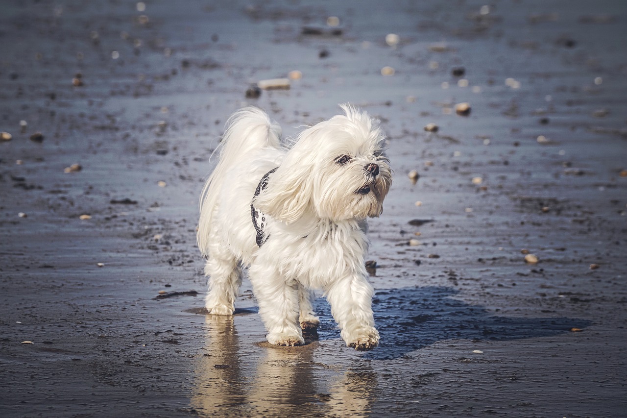 Maltese anxiety 2024