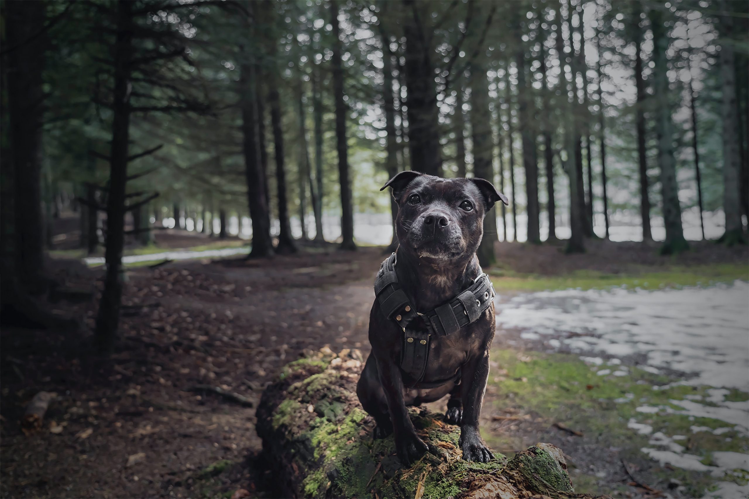 5 Ways to Keep the Memory of Your Beloved Staffordshire Bull Terrier Alive