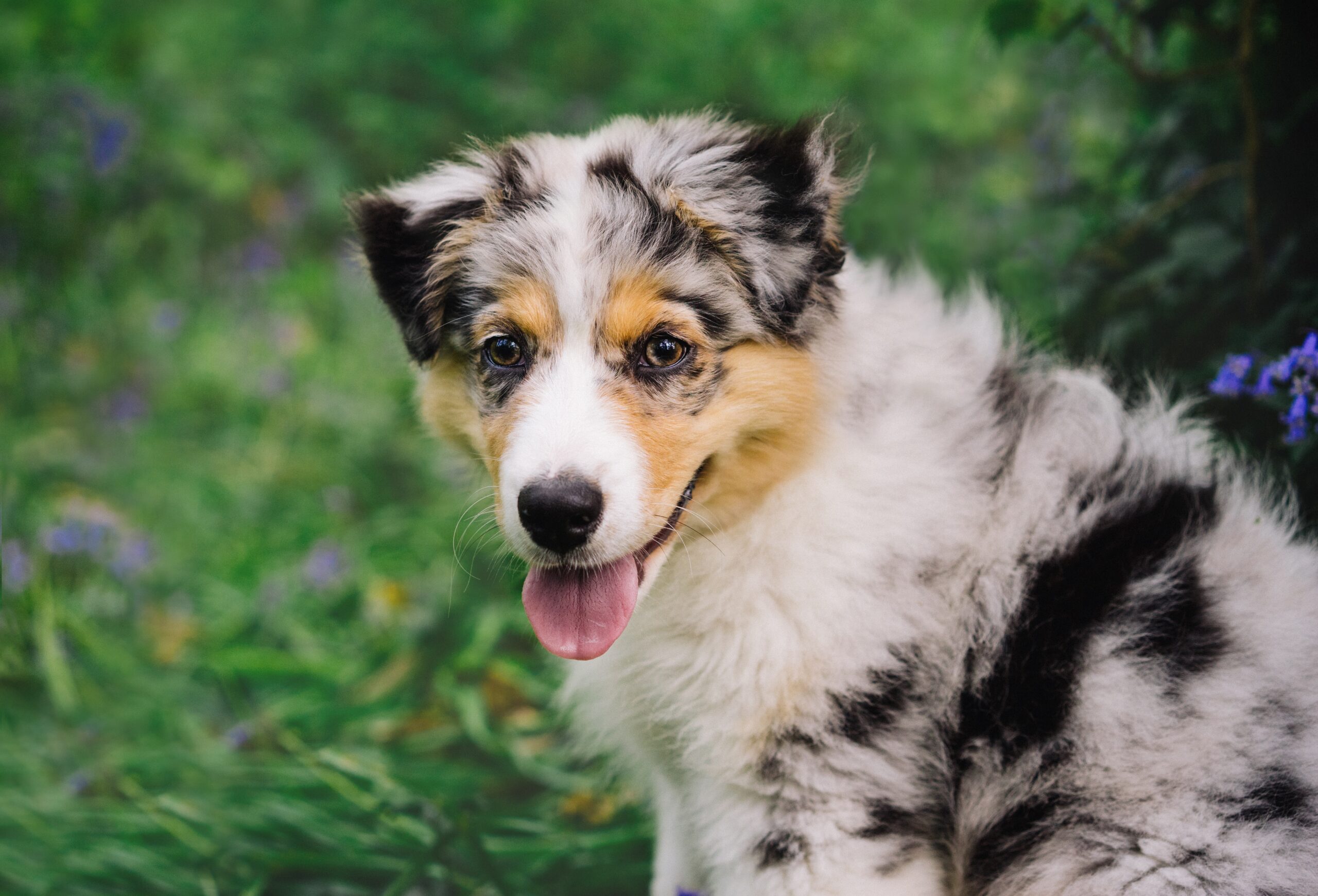 5 Emergency Red Flags for Australian Shepherd Owners: If Your Dog Does These, Rush Them to The Vet