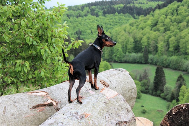 The 15 Best Miniature Pinscher Products For Travel