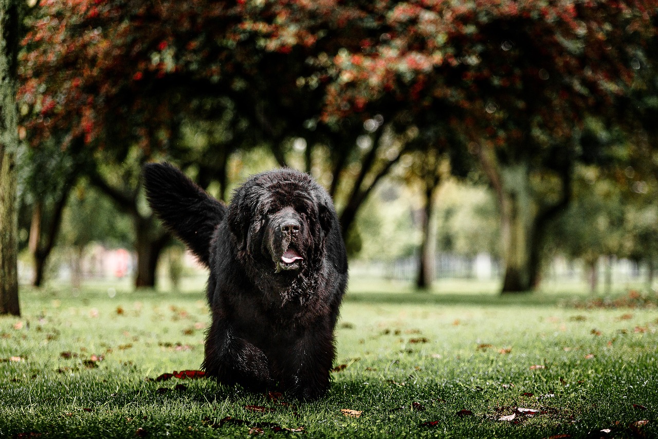 8 Problems Only a Newfoundland Owner Would Understand