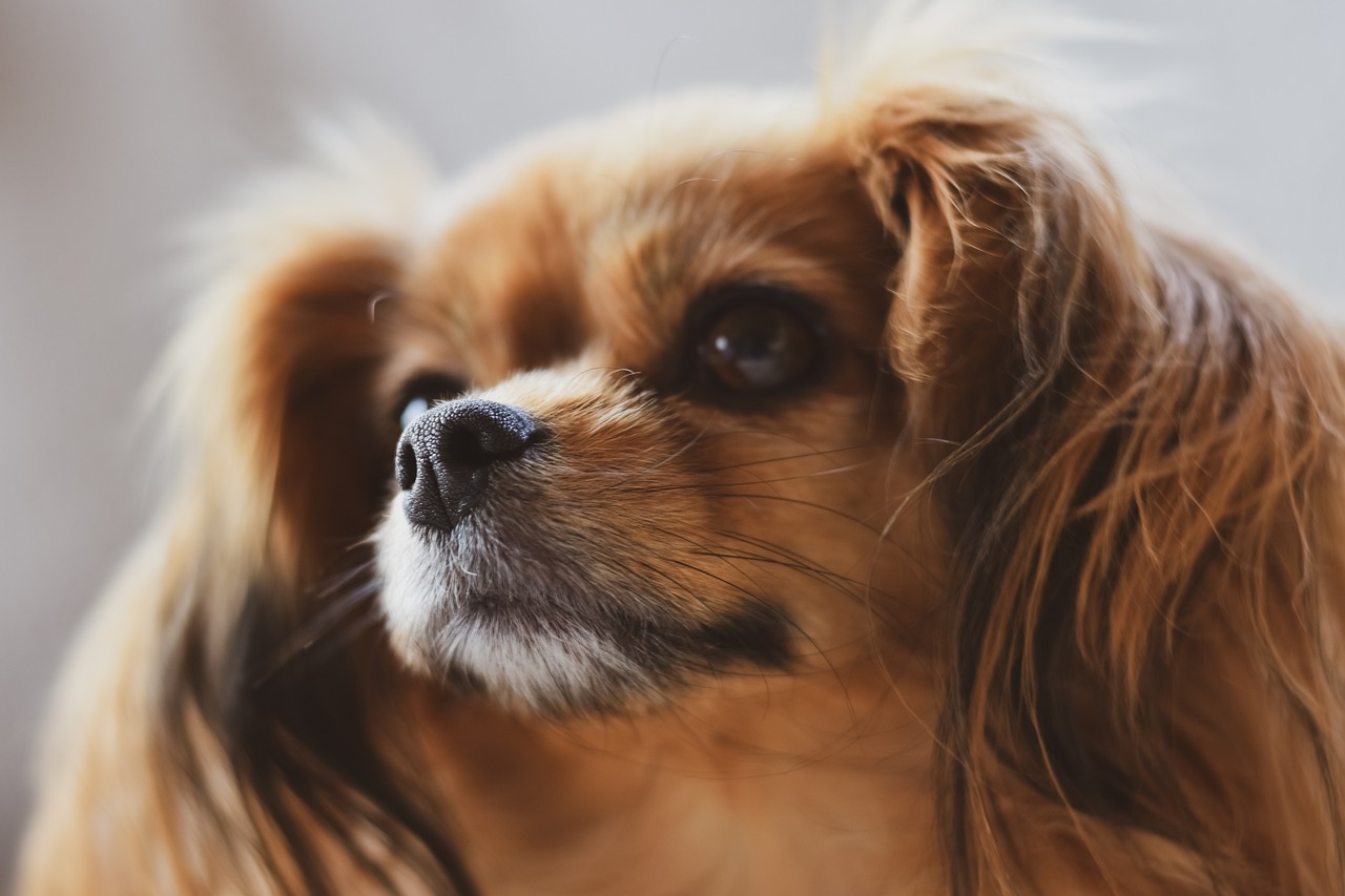 5 Emergency Red Flags for Papillon Owners: If Your Dog Does These, Rush Them to The Vet
