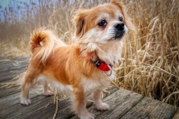 PetWireDaily — The 15 Best Pekingese Products For Travel