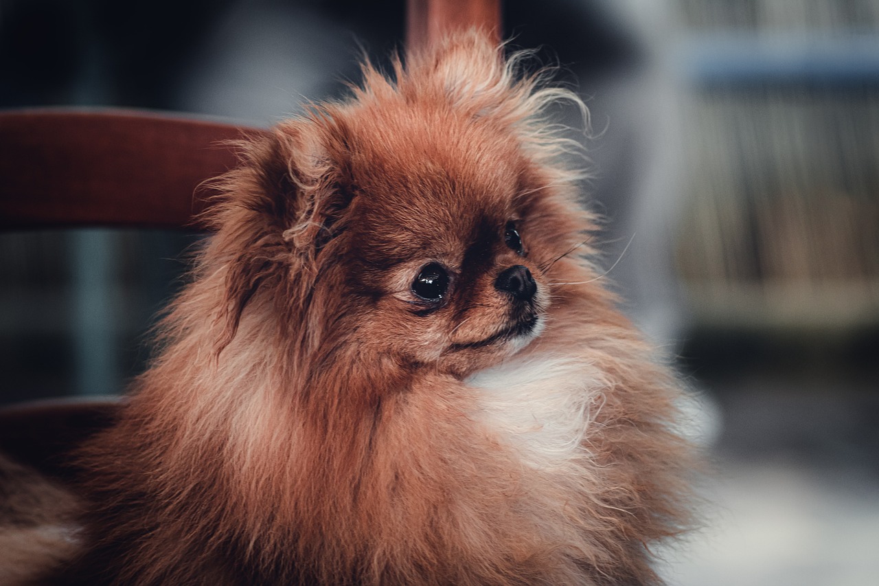 5 Ways to Keep the Memory of Your Beloved Pekingese Alive