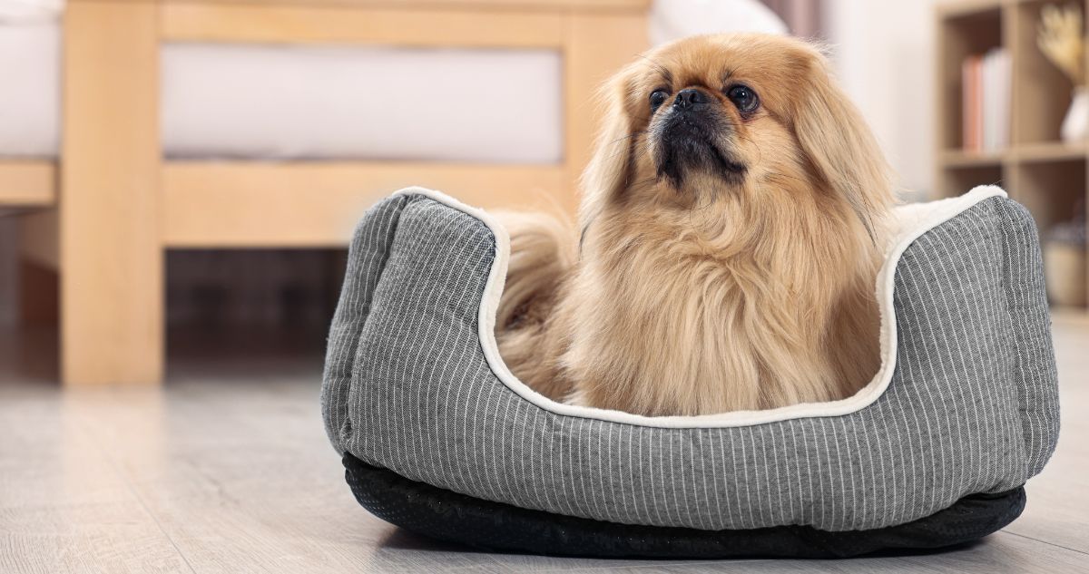 Best dog cameras for Pekingese