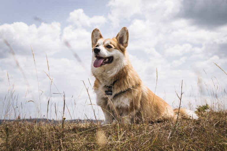 101 Female Corgi Names + Meanings