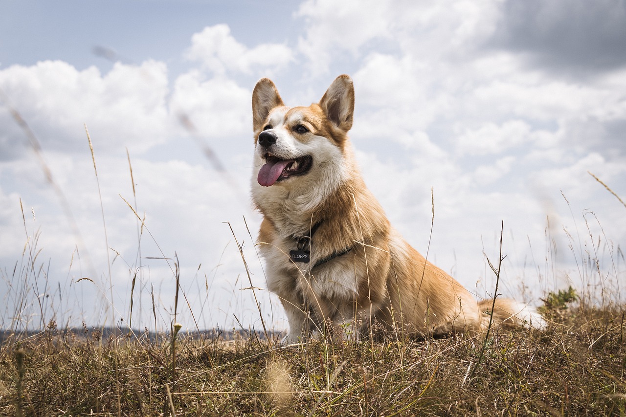 4 Ways to Help Your Corgi’s Fear of Fireworks This 4th of July