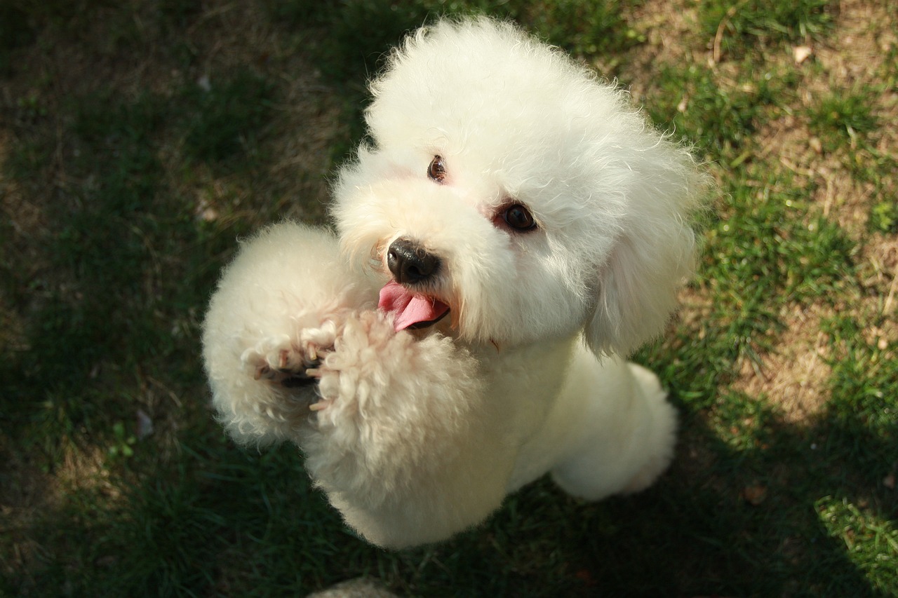 5 Ways to Know if a Poodle is Right for You